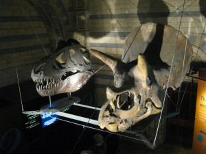 A t-rex and triceratops head!