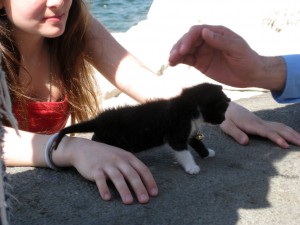 Such a small kitten!